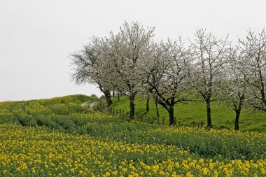 Cherry trees in spring with rape field, Lower Saxony, Germany clipart