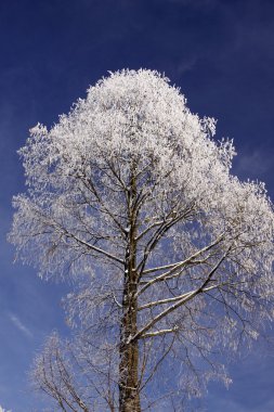 hoarfrost kış, bad rothenfelde, Almanya ile ağacı