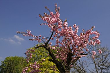 Japon kiraz ağacı spa Park, bad rothenfelde, Almanya