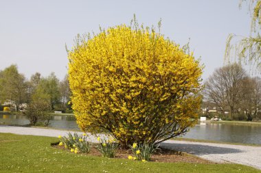 Forsythia intermedia in spring in the spa park of Bad Laer, Germamy clipart