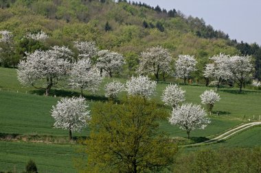 Baharda kiraz ağaçları, Hagen, Aşağı Saksonya, Almanya, Avrupa