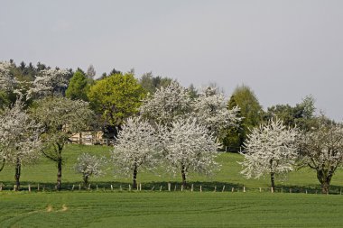 Baharda kiraz ağaçları, Hagen, Aşağı Saksonya, Almanya, Avrupa