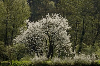 Baharda kiraz ağaçları, Hagen, Aşağı Saksonya, Almanya, Avrupa