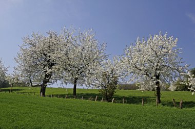 Baharda kiraz ağaçları, Hagen, Aşağı Saksonya, Almanya, Avrupa