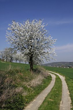 Footpath with cherry trees in Hagen, Lower Saxony, Germany, Europe clipart