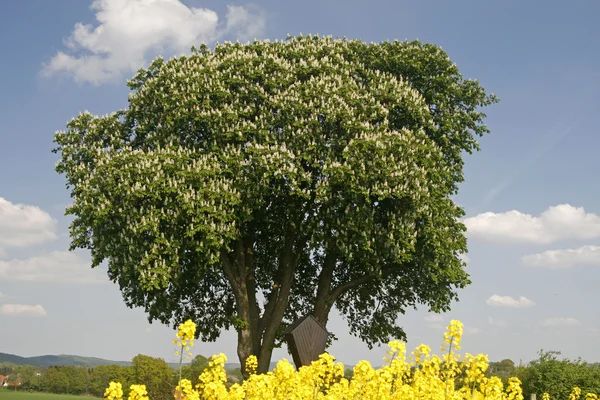 Hästkastanj med rapsfält på våren, lägre Sachsen, Tyskland, Europa — Stockfoto