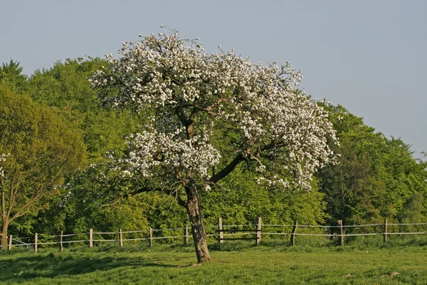 在春天，低，萨克森，德国，欧洲的苹果树 — 图库照片