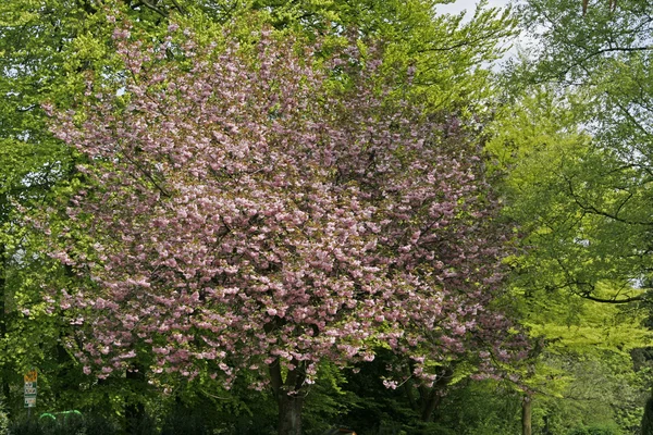 Japanischer Kirschbaum im Frühling, Deutschland, Europa — Stockfoto