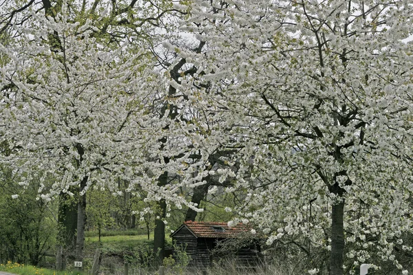 Wiśniowe drzewo na wiosnę, Dolna Saksonia, Niemcy, Europa — Zdjęcie stockowe