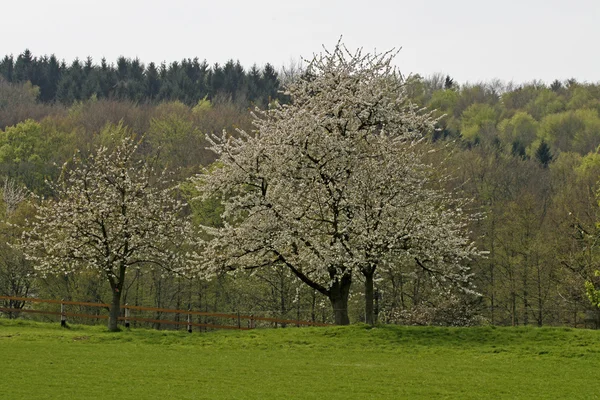 Kersenboom in voorjaar, hagen, Nedersaksen, Duitsland — Stockfoto