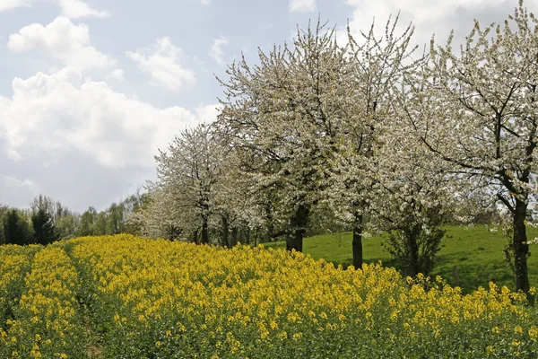 Cerejeiras na primavera com campo de estupro, Hagen, Alemanha — Fotografia de Stock