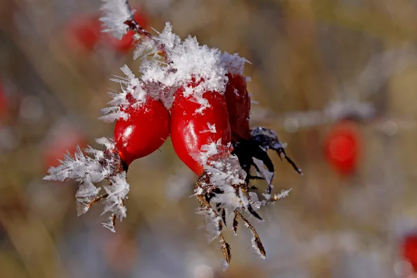 ローズヒップ （薔薇サンザシ) 冬には、ドイツで — ストック写真