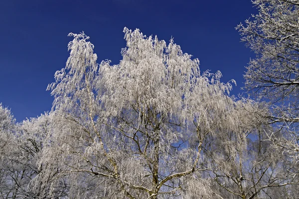 Huş ağacı kış, Aşağı Saksonya, Almanya — Stok fotoğraf