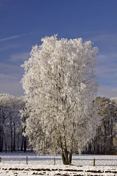 바트, 저 색 소니, Germamy, 겨울에는 필드에서 자작나무 — 스톡 사진