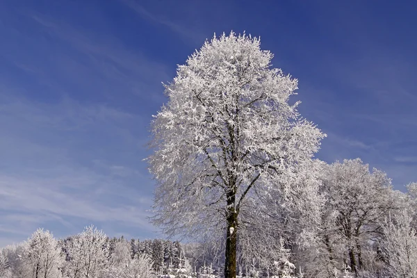 Träd med rimfrost i hilter, osnabruecker mark, Niedersachsen, Tyskland — Stockfoto