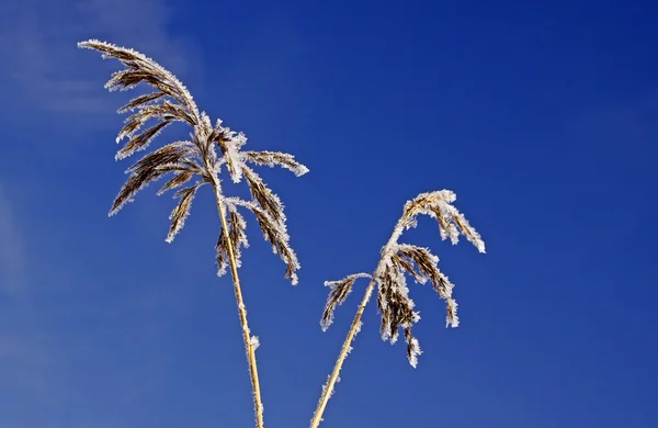 Phragmatis 极光 （副瓣对消 phragmatis 梨），冬季常见的芦苇 — 图库照片