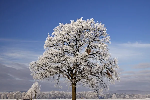 Дерево с инеем, Bad Laer, Osnabrueck country, Нижняя Саксония, Германия — стоковое фото