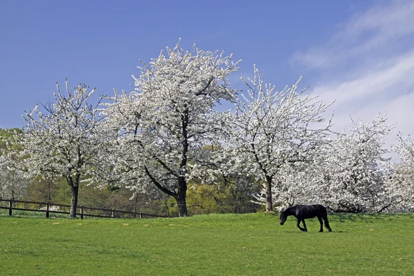 Paisagem de primavera com cerejeiras e cavalo, Hagen, Baixa Saxônia, Alemanha , — Fotografia de Stock