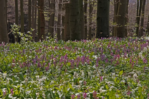 Flores de Corydalis (fumewort) em Osnabruecker Land, Alemania — Fotografia de Stock