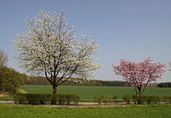 Körsbärsträdet i våren, bad rothenfelde, osnabruecker mark, Tyskland — Stockfoto