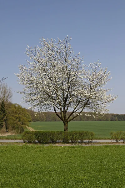 Cseresznyefa a tavasz, a rossz Rothenfelde Osnabruecker Land, Németország — Stock Fotó