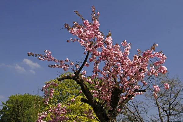 Japanse kersenboom in het park spa van bad rothenfelde, Duitsland — Stockfoto