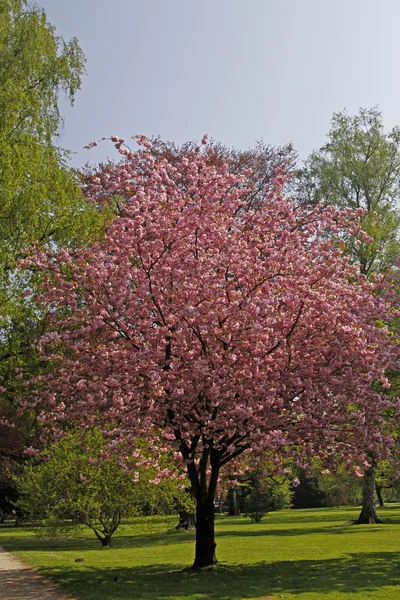 Cerejeira japonesa no parque termal de Bad Rothenfelde, Alemanha — Fotografia de Stock
