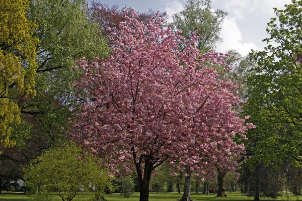 Sakura w parku zdrojowym w bad rothenfelde, Niemcy — Zdjęcie stockowe