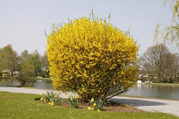Forsythia intermedia na wiosnę w parku zdrojowym w bad Laer, germamy — Zdjęcie stockowe