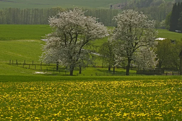 Spring landscape with cherry trees in Hagen, Lower Saxony, Germany, Europe — Stock Photo, Image