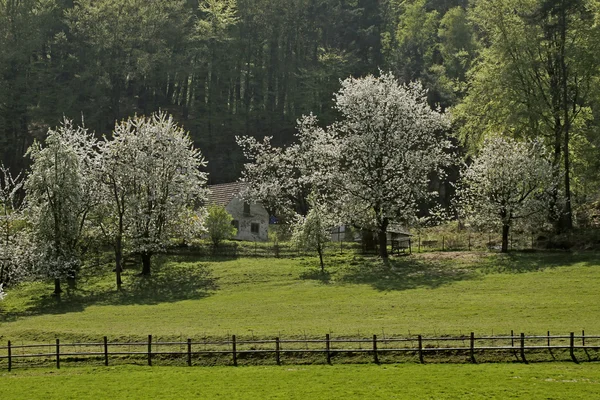 春天的樱桃树，哈根，下萨克森，德国，欧洲 — 图库照片