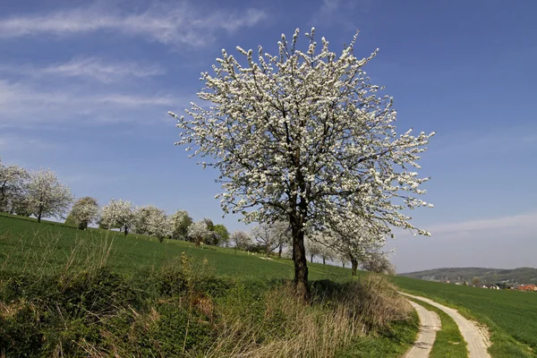 Voetpad met cherry bomen in hagen, lagere Saksen, Duitsland, Europa — Stockfoto