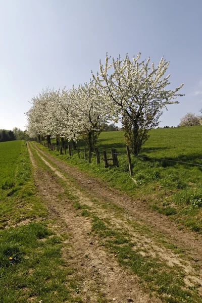 樱桃树在哈根，低，萨克森，德国，欧洲的行人路 — 图库照片