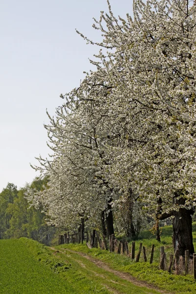 Vandringsled med körsbärsträd i hagen, lägre Sachsen, Tyskland, Europa — Stockfoto