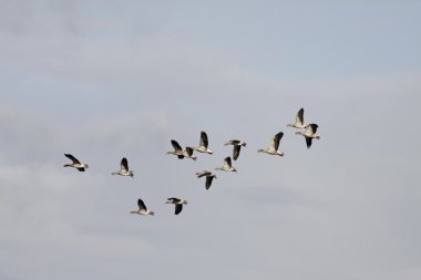 duemmer Gölü, yabani kazların Aşağı Saksonya, Almanya, Avrupa