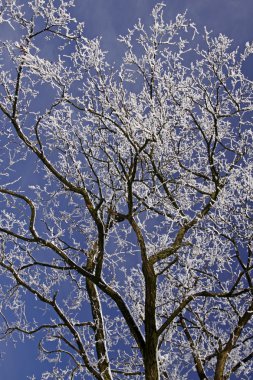 hoarfrost kış, Aşağı Saksonya, Almanya, Avrupa ile ağacı