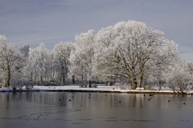 kış, Almanya bad laer, spa park su birikintisi peyzaj ağaçları