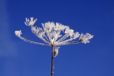 kış, Almanya, Avrupa'nın buz kristalleri ile umbellifer