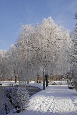 Söğüt ağacı kışın, Aşağı Saksonya, Almanya, Avrupa