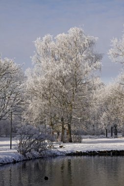 kış, Almanya bad laer, spa park su birikintisi peyzaj ağaçları