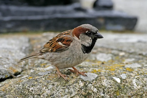 Serçe (erkek) Passer domesticus ev — Stok fotoğraf