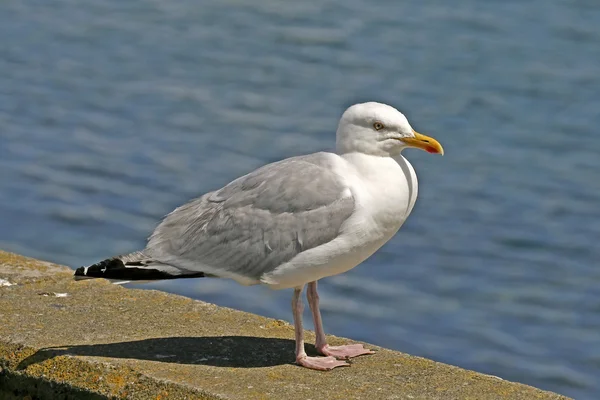 stock image Herring Gull at the sea, Larus argentatus