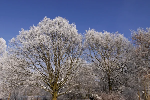 Baum mit Raureif im Winter, Bad Rothenfelde, Niedersachsen, Deutschland — Stockfoto