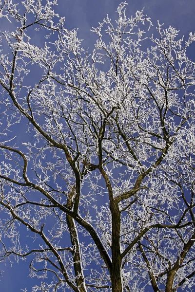 在冬天下, 萨克森州，德国，欧洲白霜树 — 图库照片