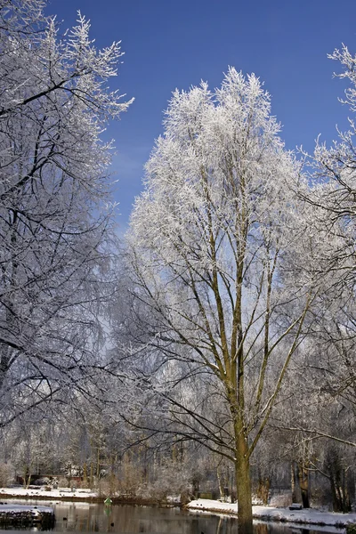 Alberi con laghetto paesaggio in inverno, Bad Laer, parco termale, Germania — Foto Stock