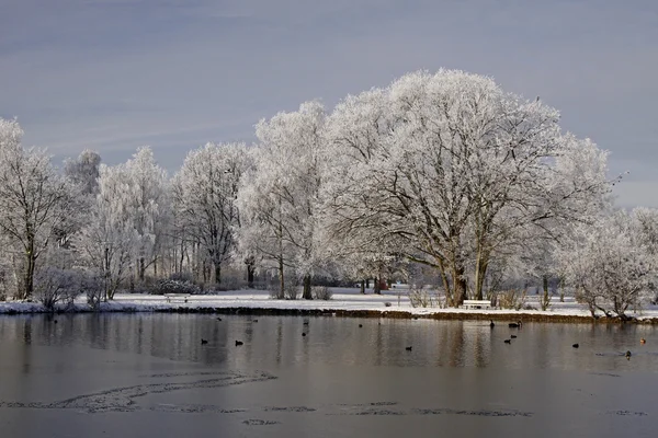 Trees with pond landscape in winter, Bad Laer, spa park, Germany — Stock Photo, Image
