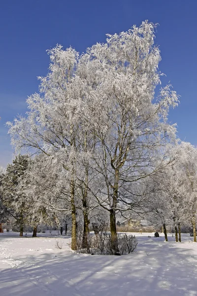 Björkar på ett fält i vinter, bad laer, osnabruecker mark, Tyskland — Stockfoto