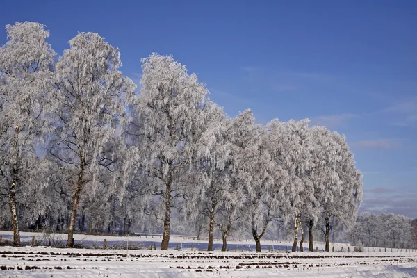 Vidoeiros em um campo no inverno, Bad Laer, Osnabruecker land, Alemanha — Fotografia de Stock