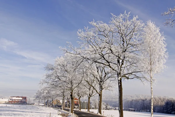 Rua com árvores caducas com geada no inverno, Alemanha — Fotografia de Stock
