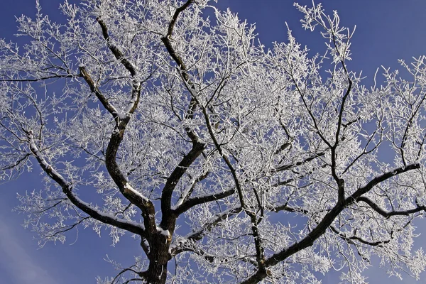 Träd med rimfrost på vintern, lägre Sachsen, Tyskland, Europa — Stockfoto